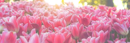 Spring background with beautiful pink tulips. Valentine's day, Mother's day, 8 of March, Easter concept. Floral web banner.の写真素材