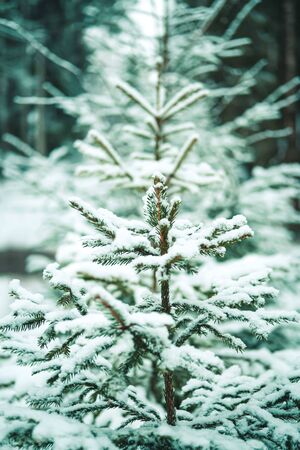 Beautiful city park landscape. White pine tree covered with first snow. Vertical format.の写真素材