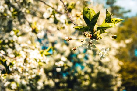Bird-cherry tree in blossom and blue sky. Spring concept background.の写真素材