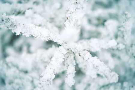 White abstract background with pine tree branch covered with snow. Close-up winter concept.の写真素材