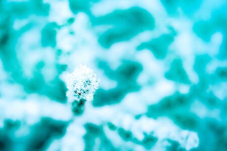 Abstract blurred ice snow flake branch winter background toned neon colors. Winter forest concept....