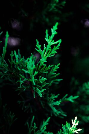 Green backdrop. Shrub of juniper at selective focus on a blurred background of evergreen plants in summer.の写真素材