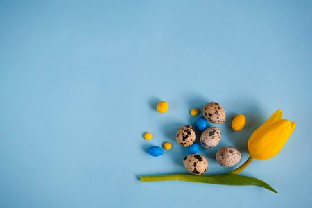Blue spring and Easter background with quail eggs colorful candies and yellow tulips. Top view with...