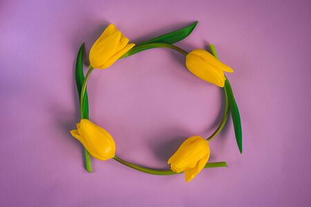 Yellow tulip frame on pink background. Spring and easter and mother's day or women's day concept. Square format.の写真素材