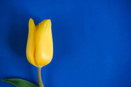 Blue spring and Easter background with yellow tulips on dark blue background. Top view with copy spaceの写真素材