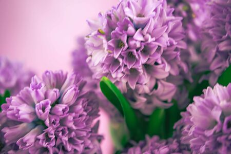 beautiful spring purple hyacinth flowers background. Easter lilac composition.の写真素材