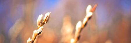 Beautiful pussy willow flowers branches on blue sky background. Soft spring frame with shallow depth...