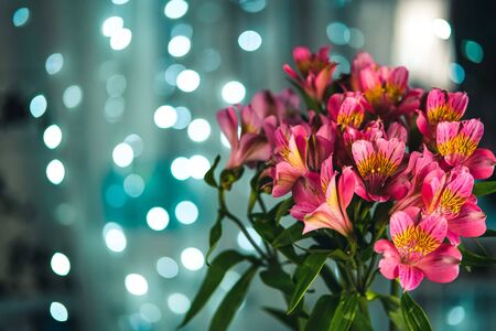 Beautiful bouquet of pink alstroemeria flowers on blue evening bokeh lights background close-up.の写真素材