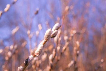 Beautiful pussy willow flowers branches on blue sky background. Soft spring frame with shallow depth...