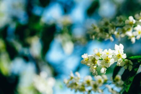White pinkish Cherry blossoms in full bloom.Beautiful natural spring background with place for text.の写真素材