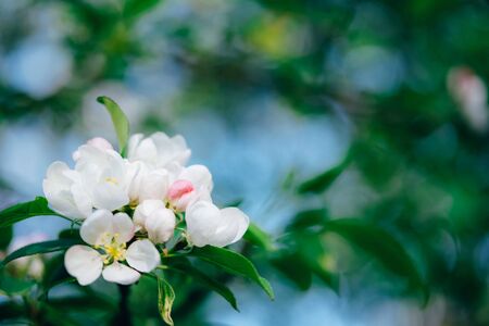 Natural spring blurred background with pink apple blossom buds. Selective focuse, place for text.の写真素材