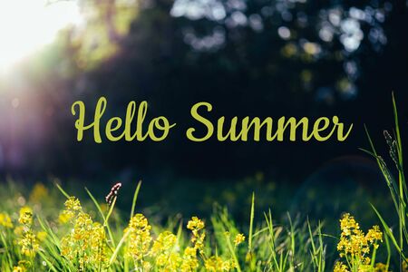 Amazing sunny day in the countryside. Summer meadow with wildflowers in sunset back light. Nature background and frame. Hello summer text.の写真素材