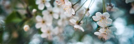 White pinkish Cherry blossoms in full bloom.Beautiful natural spring background with place for text.Web banner.の写真素材