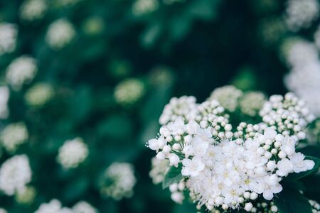 Elegant floral background for invitation or save the date card with close up of white little spirea flowers. Spring flowering flowerscape.の写真素材