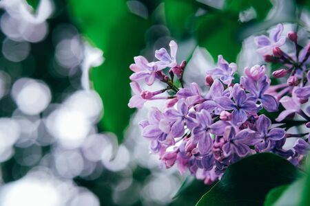 Beautiful spring lilac flowers background.Close up, copy space.の写真素材