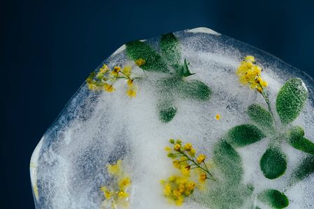 Fresh yellow barberry flower frozen in ice on dark background for summer drinks. Creative texture.の写真素材