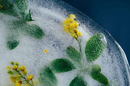 Fresh yellow barberry flower frozen in ice on dark background for summer drinks. Creative texture.の写真素材