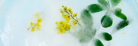 Fresh yellow barberry flower frozen in ice on dark background for summer drinks. Creative texture....