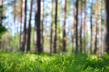 Natural eco forest background. Trunk of a tree as a natural display and blurred green leaves....