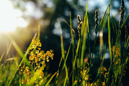 Field of meadow grass during sunset. Natural summer background.の写真素材
