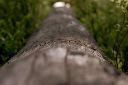 Natural eco forest background. Trunk of a tree as a natural display and blurred green leaves....