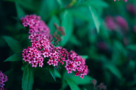 Japanese Spirea Meadowseet Pink Flowering Shrub Background.の写真素材