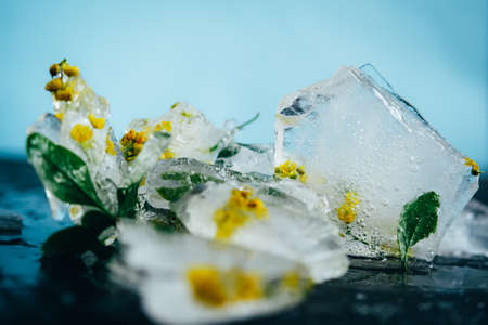 Fresh yellow barberry flower frozen in ice on dark background for summer drinks. Creative texture. Broken pieces.の写真素材