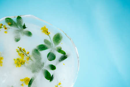 Fresh yellow barberry flower frozen in ice on dark background for summer drinks. Creative texture.の写真素材