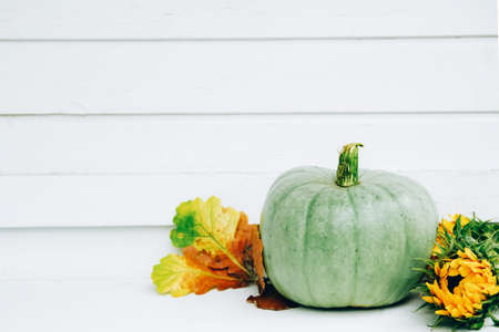 Good autumn harvest for Thanksgiving day. Green pumpkin, autumn oak leaves and sunflowers on white bench in white background. Space for test.の写真素材