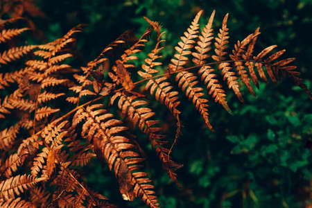 Autumn natural golden orange fern leves background.の写真素材