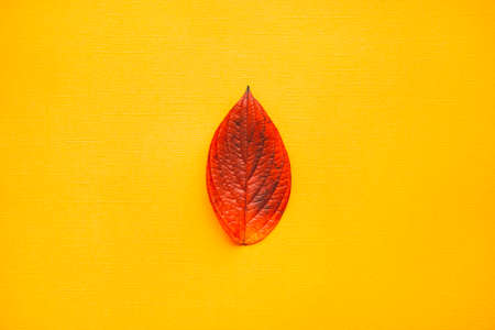 Colorful orange and yellow autumn background frame made of fallen autumn leaves