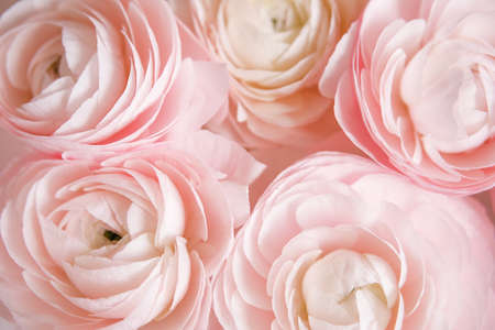 Ranunculus pale pink spring flowers close-up background. Walpaper, space for text.の写真素材