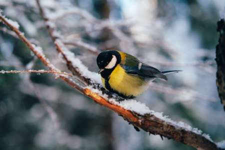 Yellow great tit in winter forest. Close up of a wild bird.の写真素材