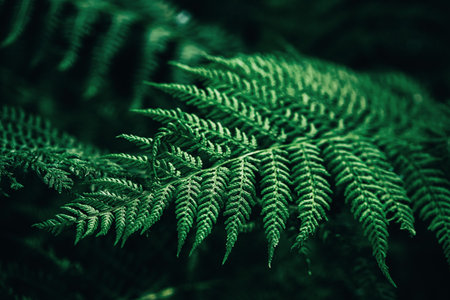 Perfect natural fern forest pattern. Eco background made with young green fern leaves.の写真素材