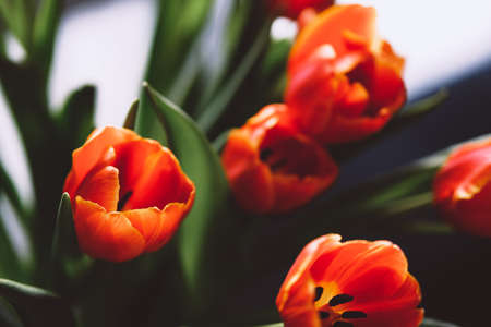 red tulips background. Close up, spring card.の写真素材