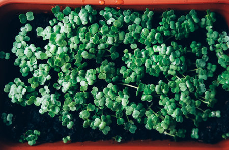 Tray of fresh green microgreens. Home gardening.