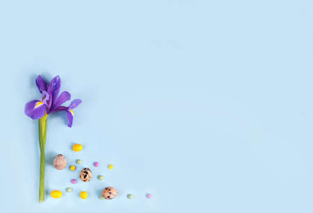 Easter card with Iris flower, quail eggs, colorful candies on blue background.の写真素材