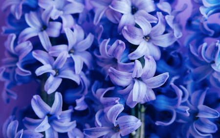 Close up of purple flower hyacinth with selective focus, on lilac background.の写真素材