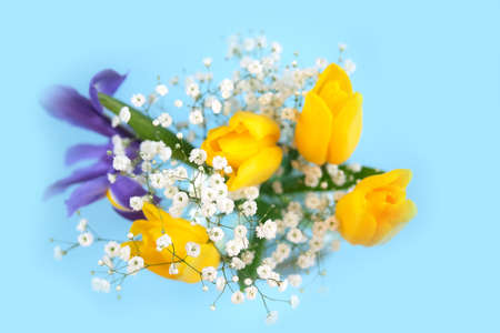 Beautiful bouquet of yellow tulips, iris and babys-breath on blue background.の写真素材