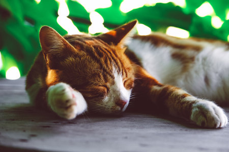 Content red cat enjoying its sleep outdoors.の写真素材