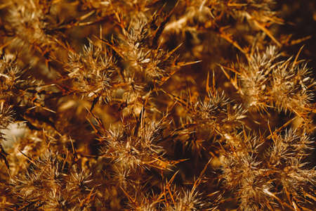 Natural dry grass with thorns autumn background.