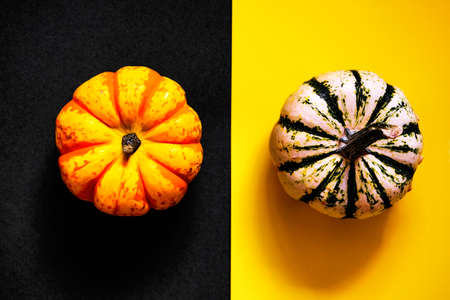 orange pumpking on black background. Autumn, Halloween and Thanksgiving.の写真素材