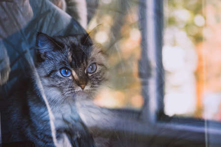 Beautiful gray fluffy cat with blue eyes.の写真素材