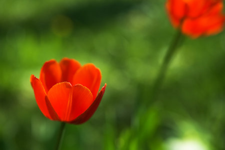 Bright yellow and red tulip flower. Spring background.の写真素材