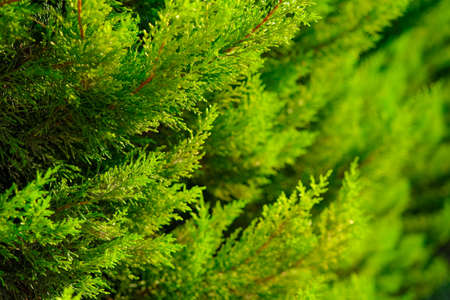 Beautiful green natural background of juniper hedge.