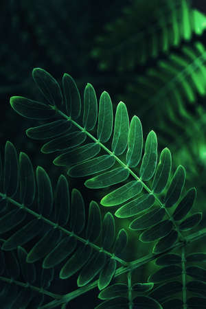 Natural green leaves close-up tropical plant background.