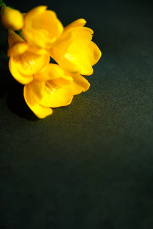 Close-up of yellow Freesia flowers with space for text.の写真素材