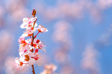 Springtime natural background. Pink sakura cherry blossom.の写真素材