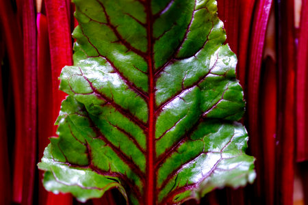 Fresh raw beet greens ready for cooking. Healthy eating.の写真素材