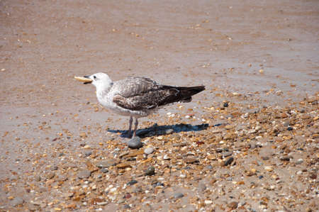 Gull eating in the shore of the beachの写真素材